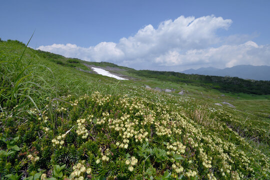 アオノツガザクラの群落（北海道・大雪山）
