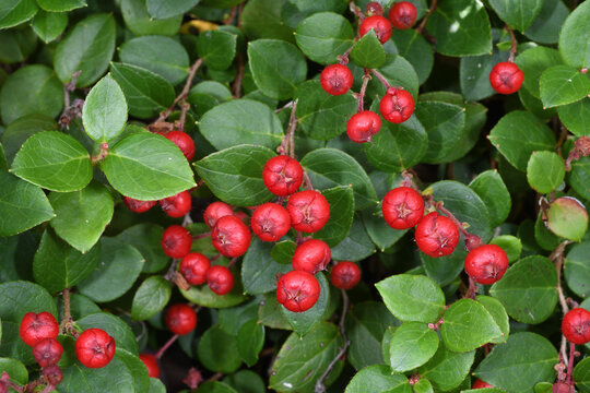 アカモノの実（北海道・大雪山）
