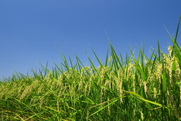 Naklejka premium 真夏の近郊の猛暑日の稲穂と青空