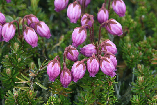 エゾノツガザクラ（北海道・大雪山）
