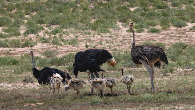 A family group of Ostriches, Struthio camelus, including adult males and several chicks, are seen foraging in the dry, scrubby landscape of the Kalahari, in the Kgalagadi Transfrontier Park, South Afr
