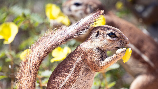 A South African ground squirrel (Grondeekhoring, Waaierstertmeerkat) (Geosciurus inauris) is shown in a close-up photograph, holding and consuming a Yellow devil's thorn flower (dubbeltjies) (Tribulus