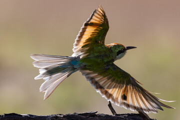 Fototapeta premium Swallow-tailed Bee-eater hunting in flight (Swaelstertbyvreter) (Merops hirundineus) near Auchterlonie in the Kgalagadi Transfrontier Park, Kalahari