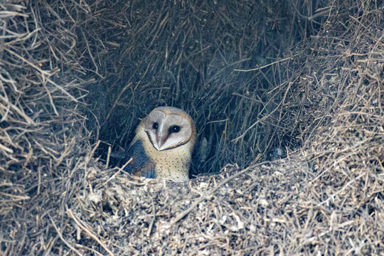 Western Barn Owl (Nonnetjie-uil) nesting in a sociable weaver nest  in the Kgalagadi Transfrontier Park, South Africa, Botswana near Twee Rivieren in the Nossob riverbed.