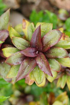 Tradescantia Spathacea plant with purple and green leaves, glistening with fresh morning dew and water droplets