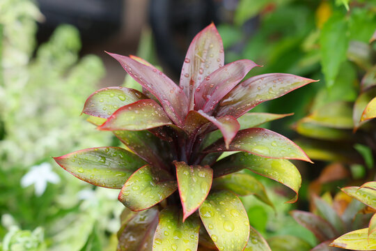Tradescantia Spathacea plant with purple and green leaves, glistening with fresh morning dew and water droplets