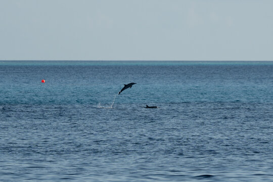 a dolphin jumping