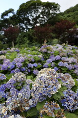 Obraz premium Beautiful Spring flowers