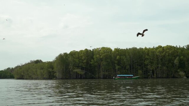 Brahminy Kite flies over green mangroves during Langkawi cruise in Malaysia