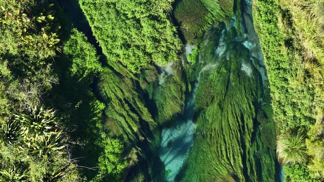 Top-down aerial of Te Waihou Walkway river flowing through dense green vegetation in New Zealand. Vivid textures and clear water patterns. Concept of purity and natural flow.