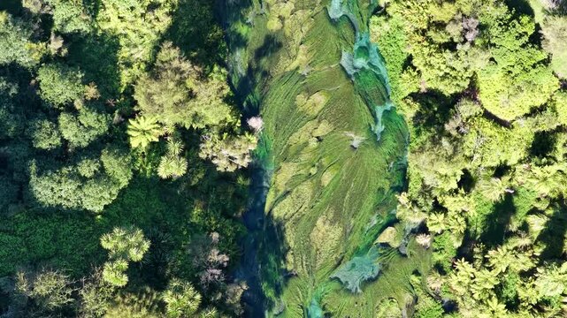 View of clear waters and lush river grass at Te Waihou Walkway, NZ. A vibrant, emerald-green natural landscape near Hamilton.