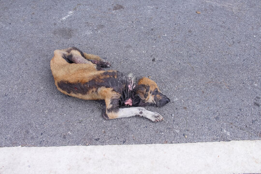 Dog sick sleeping has allergic skin