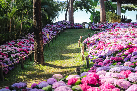Colorful garden view with hydrangea macrophylla blooming