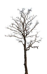 Fototapeta premium Dead tree silhouettes, dry season landscape, isolated on white background, stark