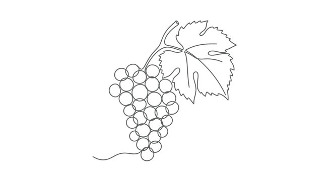 Grape cluster with leaf, minimalist line art illustration