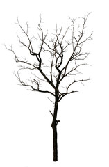 Fototapeta premium Dry trees silhouette, drought season, isolated on background, barren landscape, minimal nature illustration