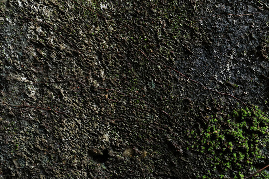 Detailed macro view of a dark, porous rock surface partially covered with tiny patches of green mos