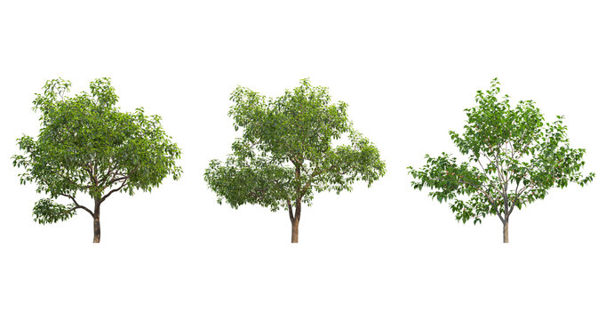 Set of Swida walteri (Cornus walteri, Walter's dogwood) frontal street trees isolated png on a transparent background perfectly cutout