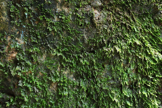 vibrant green moss covering a damp stone surface with intricate organic textures and details