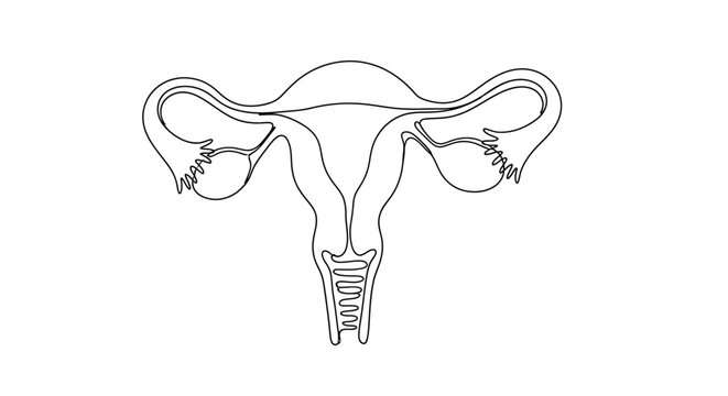 Line drawing of human uterus and fallopian tubes