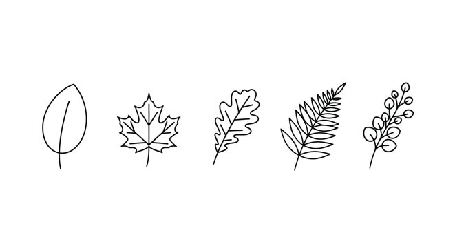Simple botanical illustration featuring various leaf and branch outlines