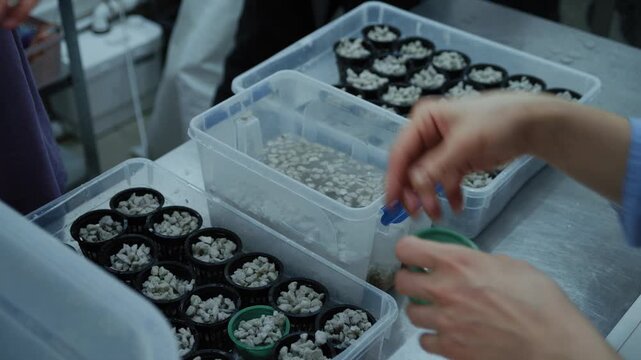 Two farmer carefully sows tiny seeds into small pots filled with growing medium, preparing for the next batch of microgreens in a modern vertical farm.