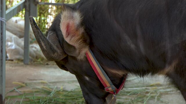 Close Up Profile of a Domestic Water Buffalo in Thailand