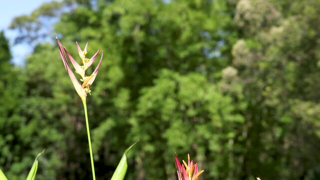 Pink Heliconia Psittacorum Tropical Flower Swaying in the Wind