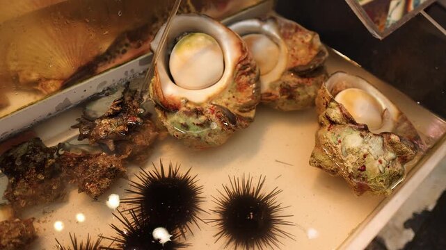 Fresh Sea Urchins and Shellfish in a Japanese Seafood Market Tank