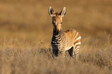 Fototapeta premium A young Cape mountain zebra (Equus zebra) foal in natural habitat, Mountain Zebra National Park, South Africa