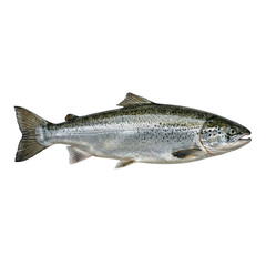 Fototapeta premium Salmon fish isolated on transparent Background