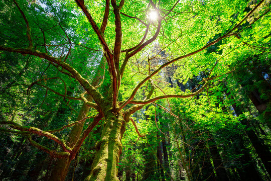 Sunrise Maple Tree in Cheatham Grove, Grizzly Creek Redwoods State Park, California