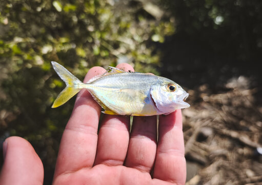 Juvenile Giant Trevally fish in hand close up, small GT catch from fishing activity, Caranx ignobilis species, outdoor angling and marine life concept