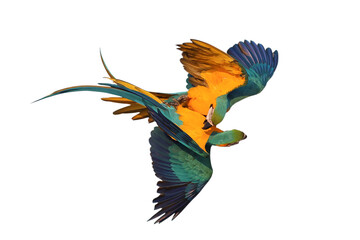 Two macaws are fighting separately against on transparent background png file  © Passakorn