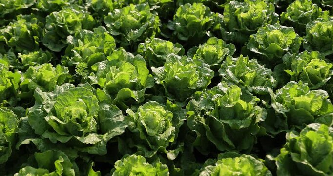 Green lettuce in growth at vegetable garden