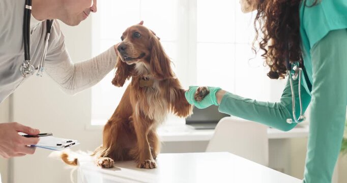 Veterinarian examines spaniel dog with nurse in clinic. Routine examination covers checkup, clear diagnosis and preventive treatment for kind pet care. Clear concept of veterinary care.