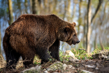 Brown bear walking through forested area near a calm body of water in the early morning light showcasing its natural habitat