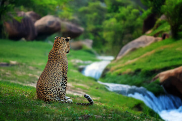 Leopard gazes over lush landscape beside tranquil stream during golden hour in a serene forest setting