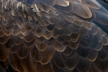 Close-up view of the detailed feathers of a large bird showcasing intricate patterns and rich textures in natural light during the golden hour