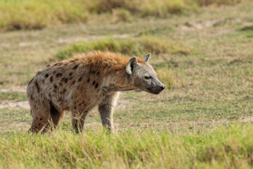 Spotted Hyena (Crocuta crocuta) in the National park of Kenya