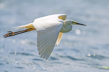 White heron, Great Egret, fly on the lake background. Water bird in the nature habitat