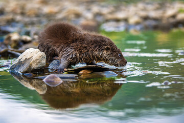 Otter in nature habitat. Portrait of water predator. Animal from the river