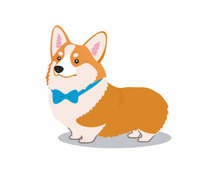 Fototapeta premium A charming corgi dog stands wearing a blue bow tie