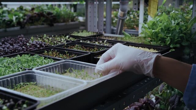 A farmer wearing protective gloves carefully places a container filled with fresh, microgreen sprouts onto a shelf in a modern vertical farm greenhouse. 