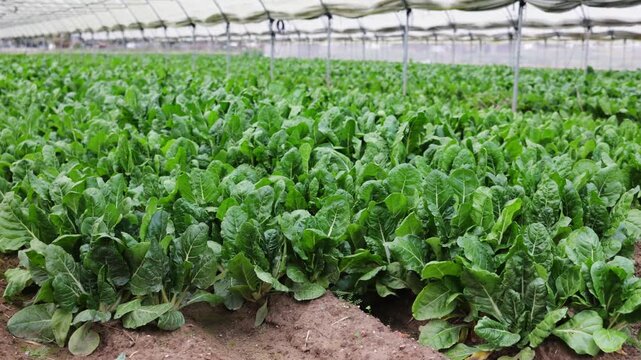 Bountiful harvest of fresh green chard on plantation. Celery harvest in the greenhouse. High quality 4k footage