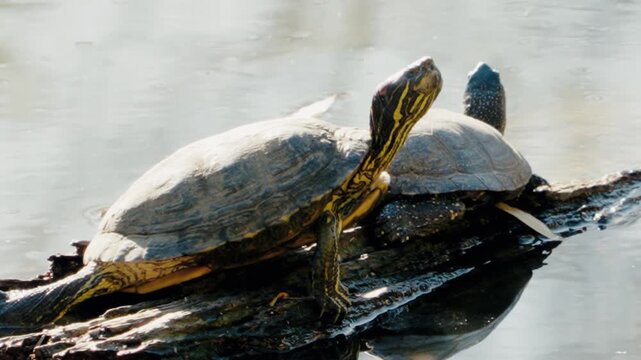 Two turtles bask in the sun on a log in a pond. One turtle is slightly larger than the other. The water is calm and reflects the turtles. Perfect for projects about nature, wildlife, reptiles,