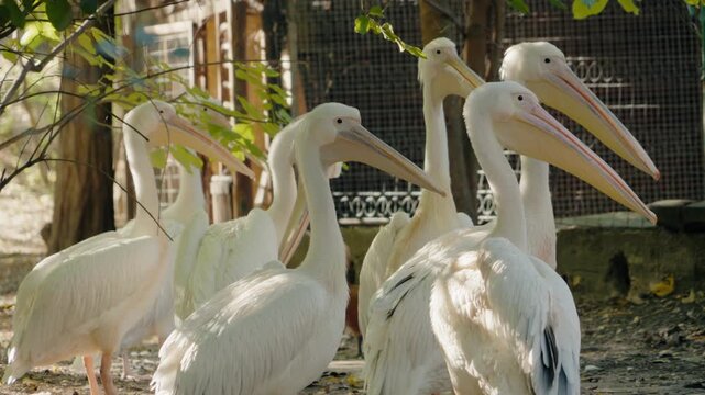 A flock of white pelicans gathers in a zoo enclosure, their large beaks and pristine feathers prominent. They stand gracefully, some preening their plumage, while a small duckling wanders nearby.