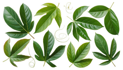 Fototapeta premium Collection of green leaves on black leaf isolated on a transparent background