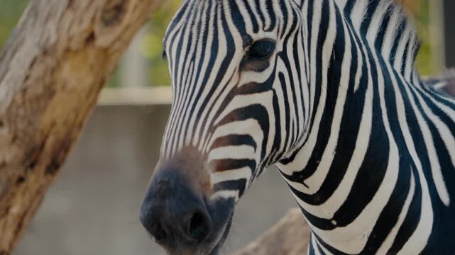 Close-up of a zebra's head, showcasing its distinctive black and white stripes. The zebra stands calmly, its eye visible as it observes its surroundings. wildlife, zoos, and African animals.