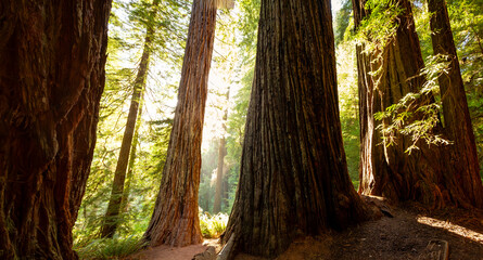 Obraz premium Sunset Amongst the Redwoods on Cathedral Trail, Prairie Creek Redwoods State Park, California